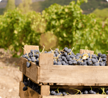 Malaga Wine